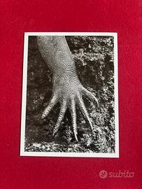 Sebastião Salgado - Marine Iguana, Galápagos, 2006