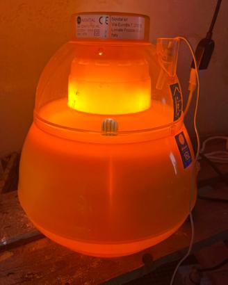 Incubatrice novital 16 l