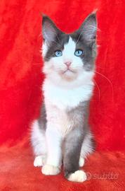 Femminuccia maine coon occhi blu con pedigrre