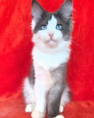 Femminuccia maine coon occhi blu con pedigrre