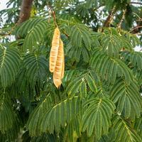 Leucaena Leucocephala