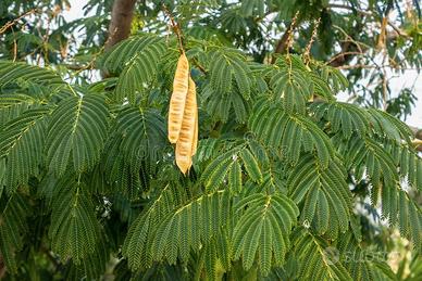 Leucaena Leucocephala