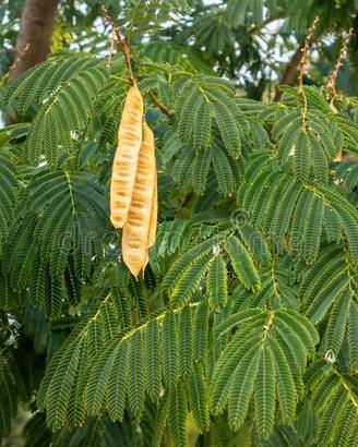 Leucaena Leucocephala