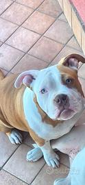 American bully