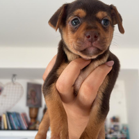 Cagnolini
