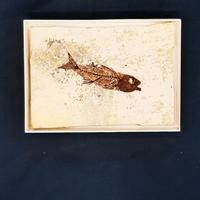 FOSSILE DI PESCE DAPALIS MACRURUS