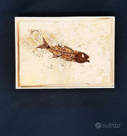 FOSSILE DI PESCE DAPALIS MACRURUS