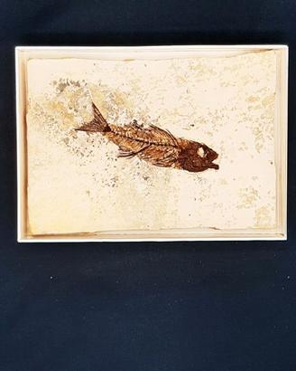 FOSSILE DI PESCE DAPALIS MACRURUS