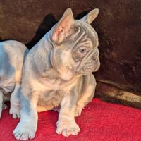 Cuccioli bulldog francese lilac tan