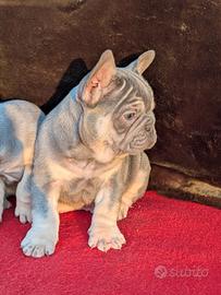 Cuccioli bulldog francese lilac tan