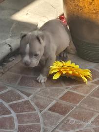 American bully