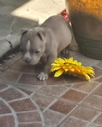 American bully