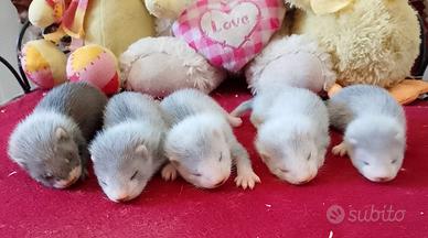 Furetti cuccioli