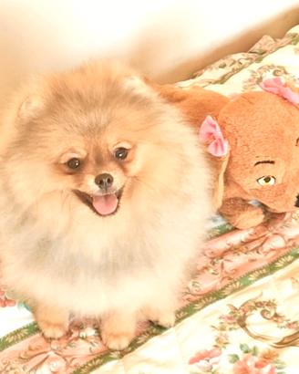 Cuccioli di Spitz di Pomerania nano (Volpino)