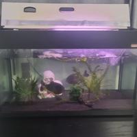 Acquario con pompa e tre piranha