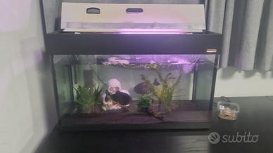 Acquario con pompa e tre piranha