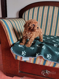 Barboncini Fulvo Toy