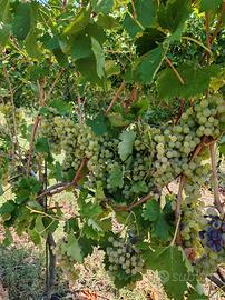 uva da vino