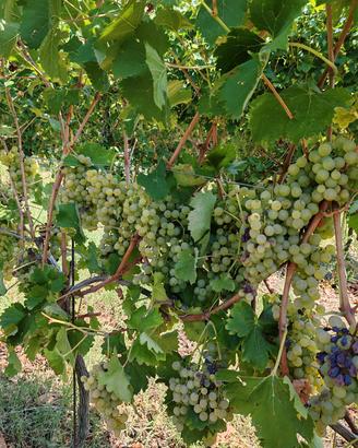 uva da vino