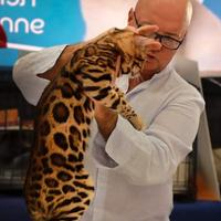 Gattini di razza Bengala