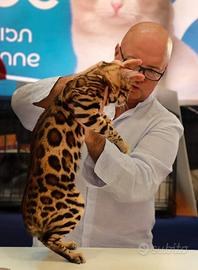 Gattini di razza Bengala