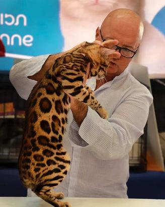 Gattini di razza Bengala