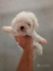 Maltese coreano