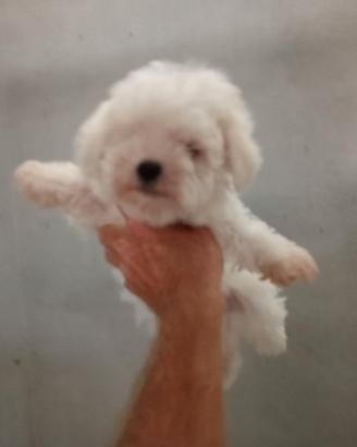 Maltese coreano