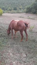 Cavalla appalosa