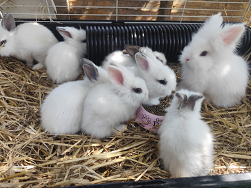 Coniglietti nani