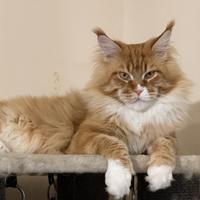 Cuccioli di Maine Coon