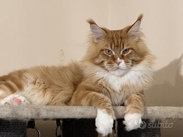 Cuccioli di Maine Coon