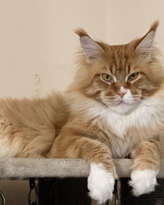 Cuccioli di Maine Coon