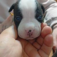 Amstaff maschio