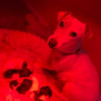 Cuccioli di jack Russell