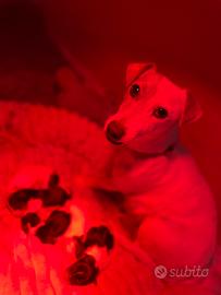 Cuccioli di jack Russell
