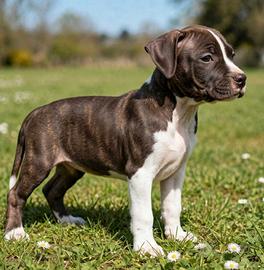 CUCCIOLA DI AMSTAFF 