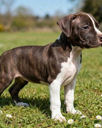CUCCIOLA DI AMSTAFF 