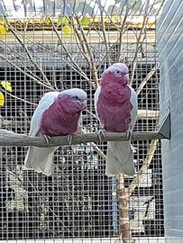 Pappagallo cacatua Roseicapilla lutino