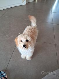 Cucciola di Maltipoo