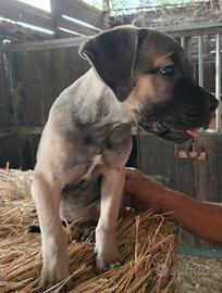 Cucciolo cane corso