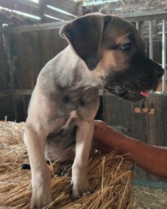 Cucciolo cane corso