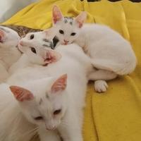 Gattini europei 5 mesi