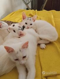 Gattini europei 5 mesi