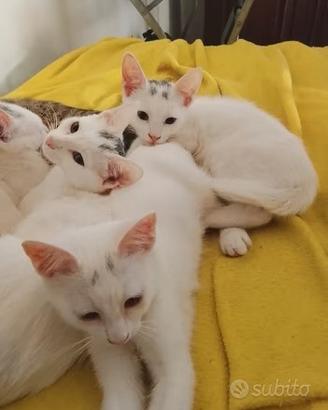 Gattini europei 5 mesi