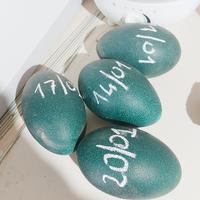 Emú struzzo Australiano