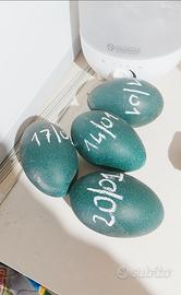 Emú struzzo Australiano