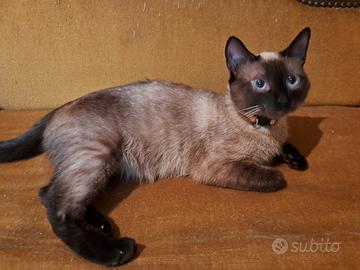 Gatti siamese