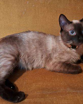 Gatti siamese