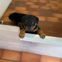 Cucciolo rottweiler